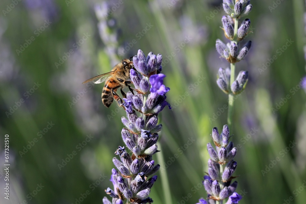A honey bee on a lavender flower. A honey bee on a lavender flower.