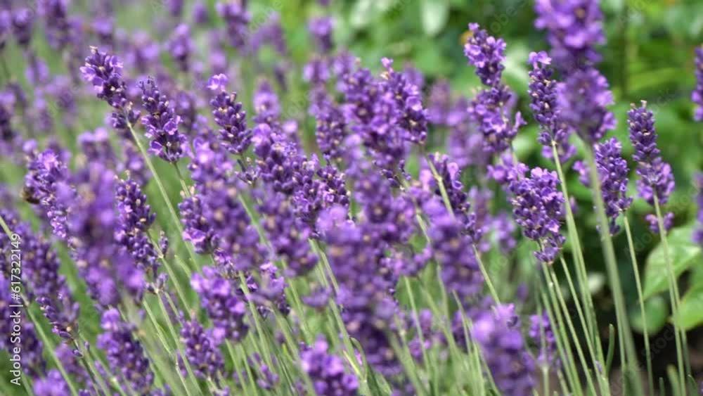 Purple lavender flowers. Flower in the field. Nature background. Grow a fragrant plant in the garden. Bee insects collect pollen. Summer flower honey plant closeup. Purple lavender flowers. Flower in the field. Nature background. Grow a fragrant plant in the garden. Bee insects collect pollen. Summer flower honey plant closeup.