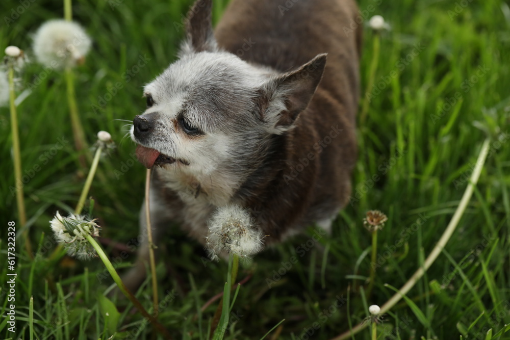very old grey-haired cute dog of chihuahua breed very old grey-haired cute dog of chihuahua breed