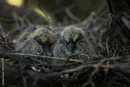 streptopelia chicks in the nest among tree branches