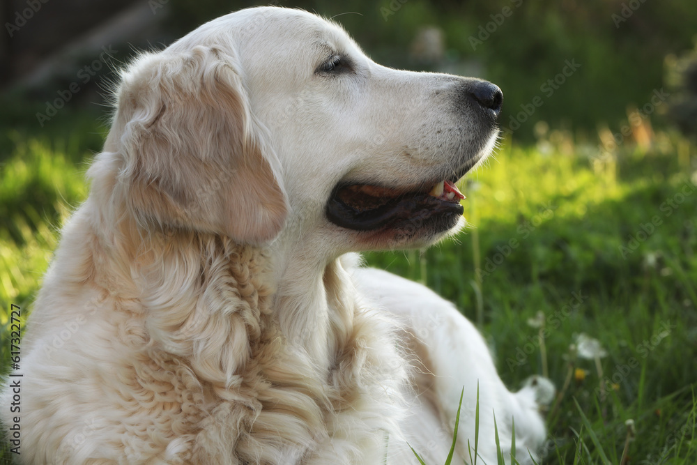 beautiful golden retriever dog in the garden. outdoor lifestyle beautiful golden retriever dog in the garden. outdoor lifestyle