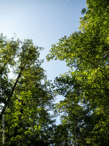 imagen de unos árboles verdes con el cielo azul de fondo 