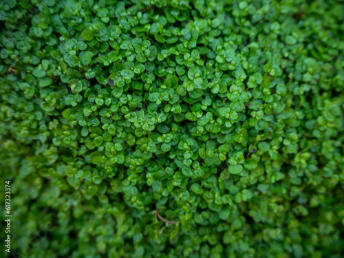 imagen detalle textura planta verde de hojas redondas  © carles