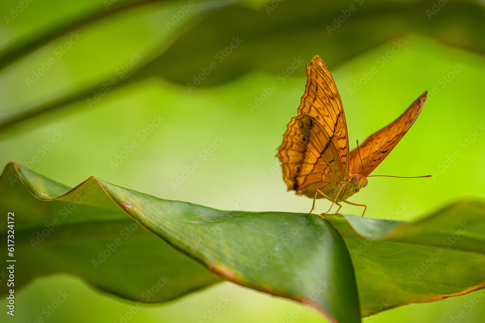 Schmetterling auf Bananenblatt im tropischen Regenwald Schmetterling auf Bananenblatt im tropischen Regenwald