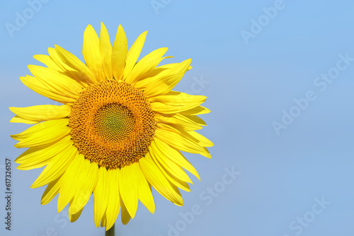 Yellow big flower. Sunflower flower on a sunflower field. Sunflowers blooming on clear sky background. Clear blue sky. Organic Farming. Yellow Sunflower close up. Yellow-blue colors. Colors of Ukraine