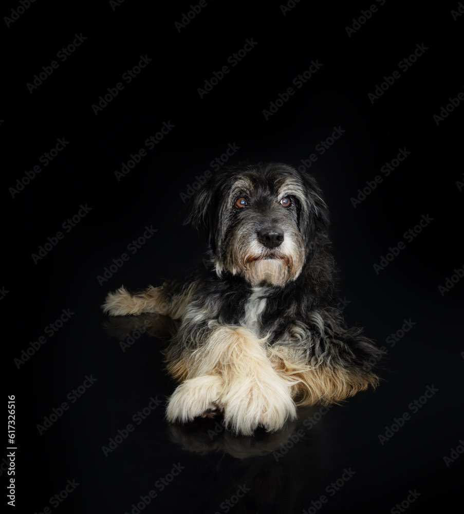 Portrait elderly mixed-breed dog looking away. Isolated on black background