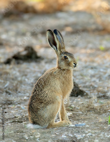 European hare sitting on a dry agricultural background. Global warming. Ecology.