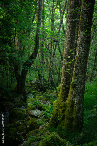 Entrambosrios forest in the Ribeira Sacra area in Ourense  Galicia  Spain.
