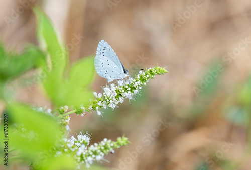 Holly blue or celastrina argiolus feeding on hogweed. Female British insect in the family Lycaenidae nectaring with underside visible photo