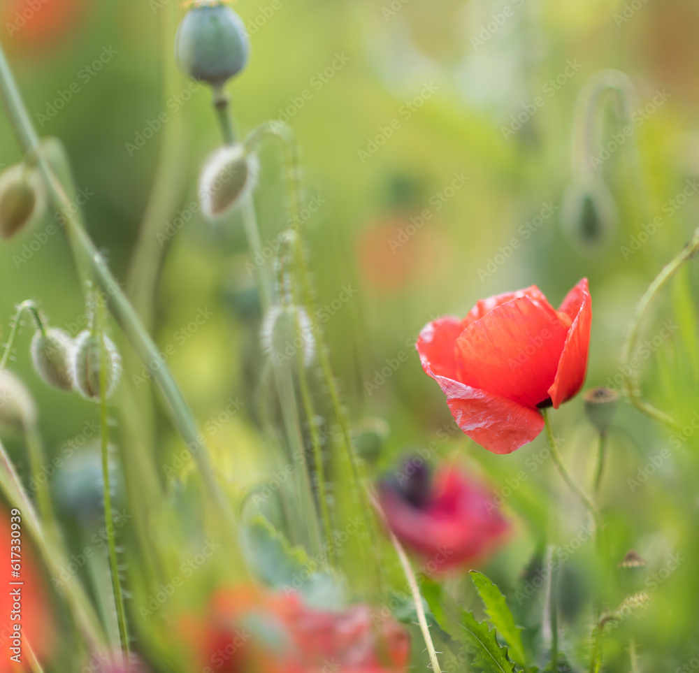 Wonderful blooming landscape. Close up of red poppy flowers in a field.