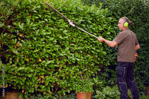 Gardener trimming a hedgerow using a hedge trimmer in the garden of a customer with earmuffs on for protection