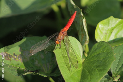 Dragonflies or sibar-sibar are a group of insects belonging to the Odonata nation. Both types of insects are rarely far from the water, where they lay their eggs and spend their pre-adult life 