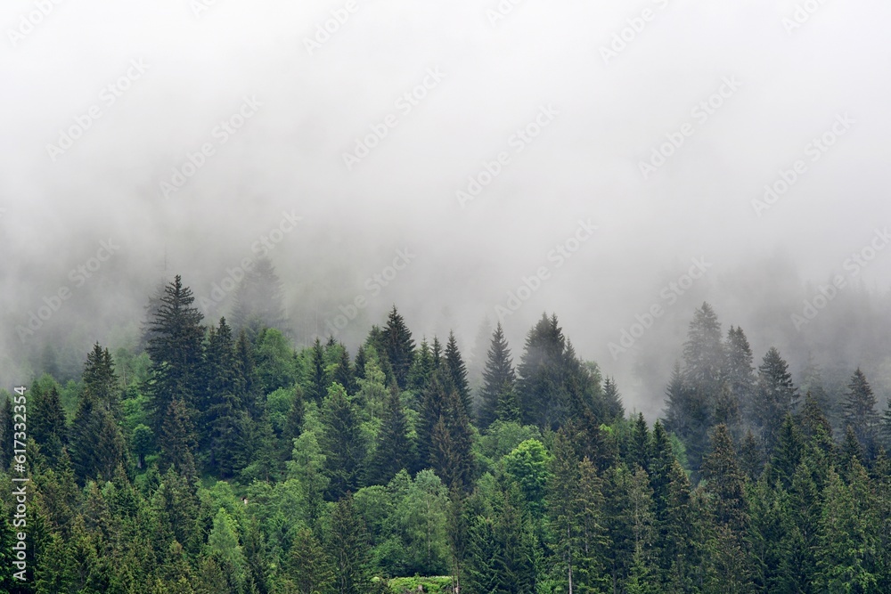 Alpejski las we mgle - obrazy, fototapety, plakaty 
