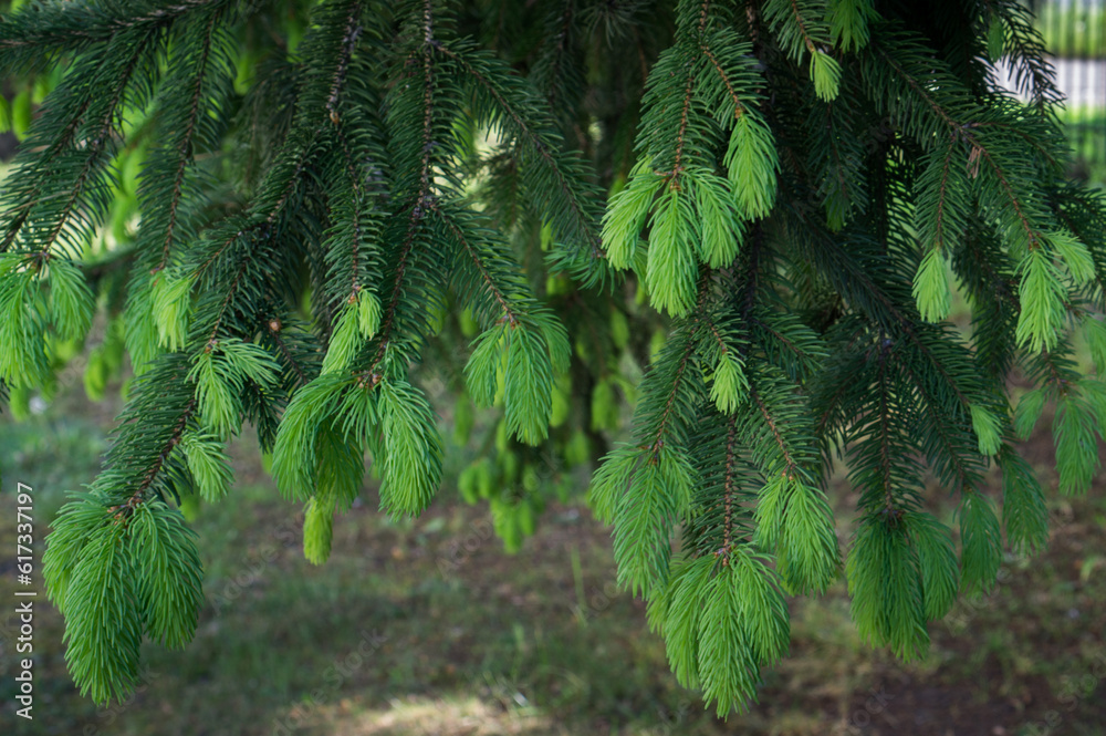 Young shoots with light green needles on a spruce branch. Young shoots with light green needles on a spruce branch.