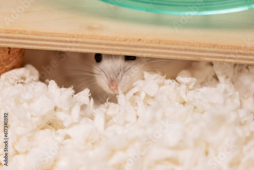 Scared hamster peeking out from under running wheel