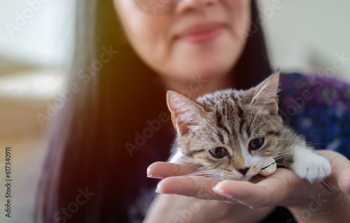 Fotografie Munchkin kitten lies on woman's hands