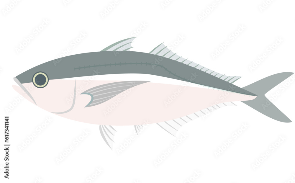 Fototapeta premium 鯵（アジ）のイラスト