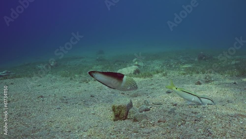 Multicolored Clown Coris or False Clownwrasse (Coris aygula) with group of Red Sea goatfish (Parupeneus forsskali) looking for food swims over sandy bottom at evening in sunset rays, slow motion photo