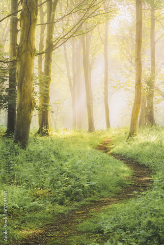 A nature walking trail through ethereal, atmospheric forest scenery with moody woodland fog and mist on a summer morning in Aberdour, Fife, Scotland, UK.