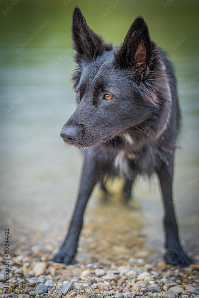Dog Dog