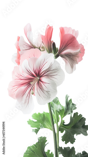 Stunning Image of Soft Pink Blossom Cranesbill Flower Plant, Closeup. Generative AI.