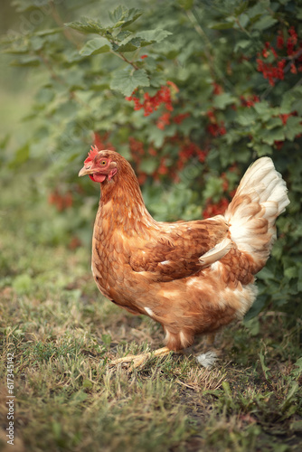Photo of a beautiful chicken near a red currant bush.