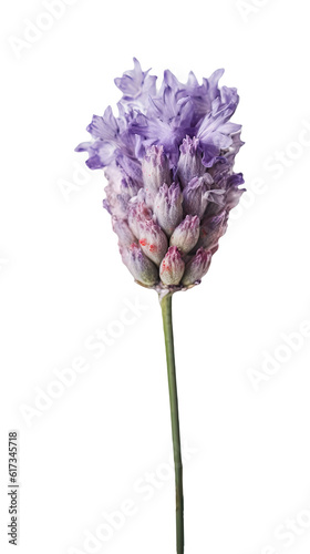 Stunning Image of Lavender Flower Bud on Transparent Background. Generative AI.