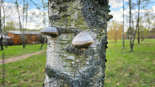 Tree fungus, birch sponge on a birch trunk in summer in a forest or park