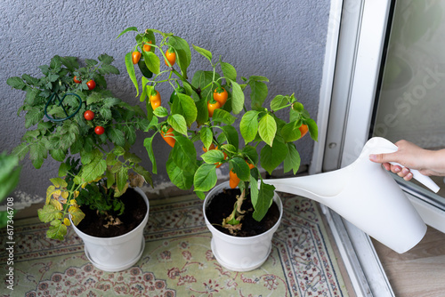 A woman's hand pours fresh vegetables, cherry tomatoes and hot chili peppers grown on the balcony from a watering can
