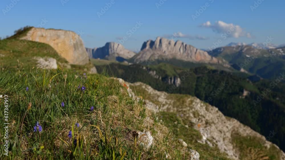 Purple wildflowers and weeds flutter in wind on grassy slope of kavkaz mountain Purple wildflowers and weeds flutter in wind on grassy slope of kavkaz mountain