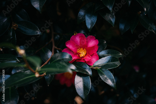 Camellia flower, 山茶花