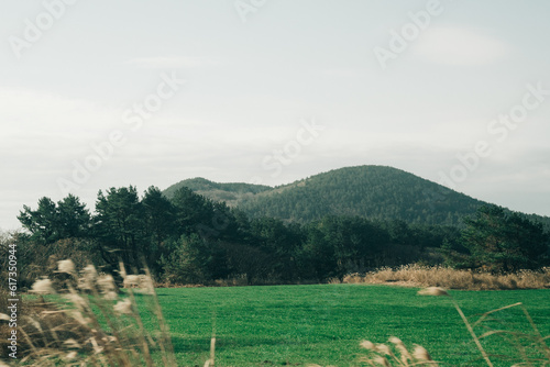 windbreaks and meadows photo