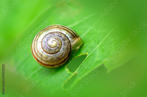 Spring brings green plants, raindrops, and snails. Closeup of a snail surrounded by water beaded up on a fern leaf in our yard in Windsor in Upstate NY.	 photo