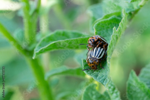 A colorado potato beetle eating the potato leaf