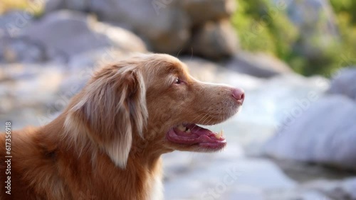 the dog is hot. Funny red dog breathes. happy pet outdoors