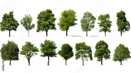 Set of Photorealistic Tree Collection on transparent background png