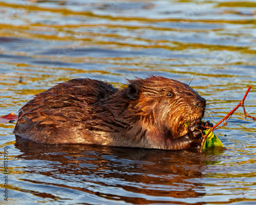 Beaver Photo and Image.  Close-up side view eating bark branch in a lake and enjoying its environment and habitat with a blur water background.