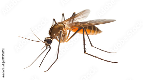 Transparent Background PNG of Mosquito - Detailed Insect Illustration