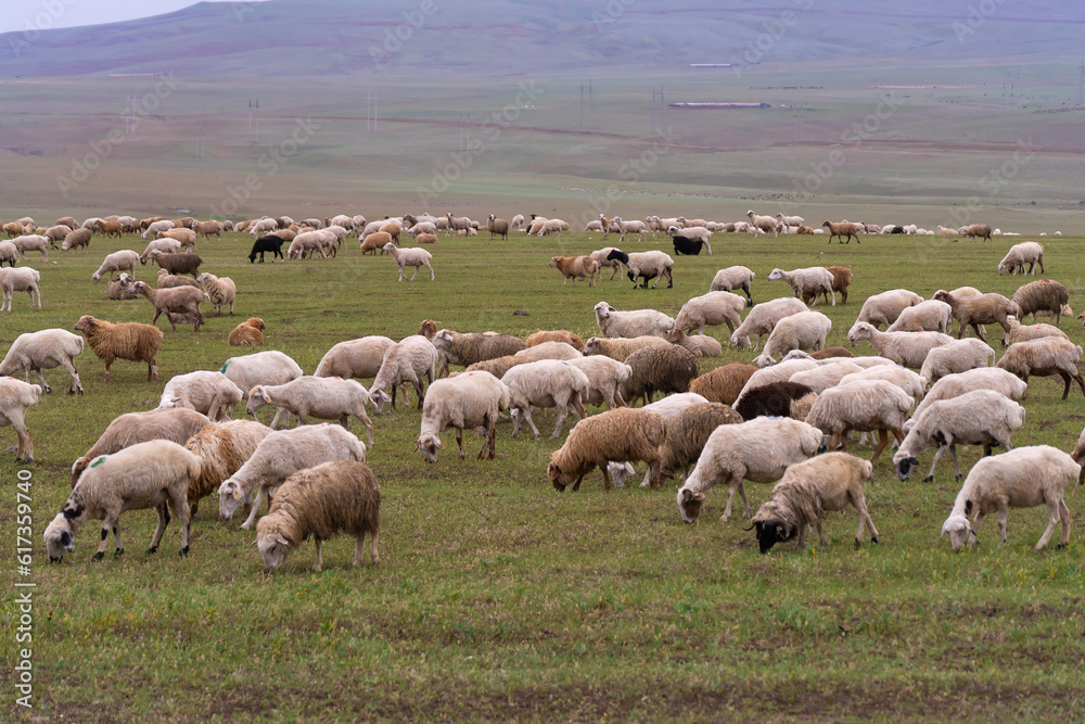 Fototapeta premium Flock of sheep grazes on a green field against the background of mountains on a cloudy day. Lots of white fluffy sheep on a green field