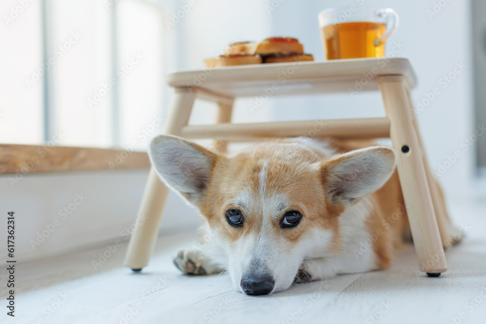 Dog and food. Corgi dog with breakfast, junk food, food. Dog and food. Corgi dog with breakfast, junk food, food.