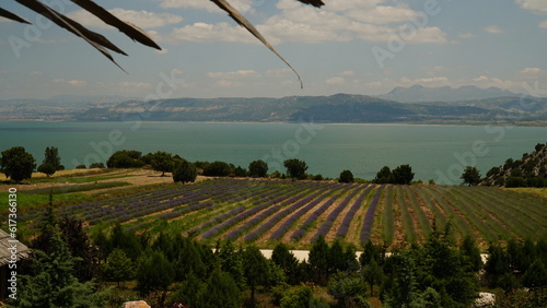 Lavender fields, trees, mountains, and lake view.