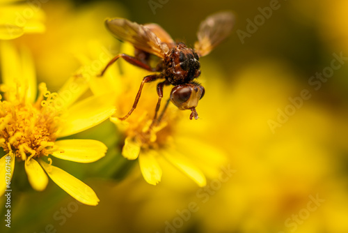Makroaufnahme einer Stechfliege auf einer gelben Blüte sitzend © patila