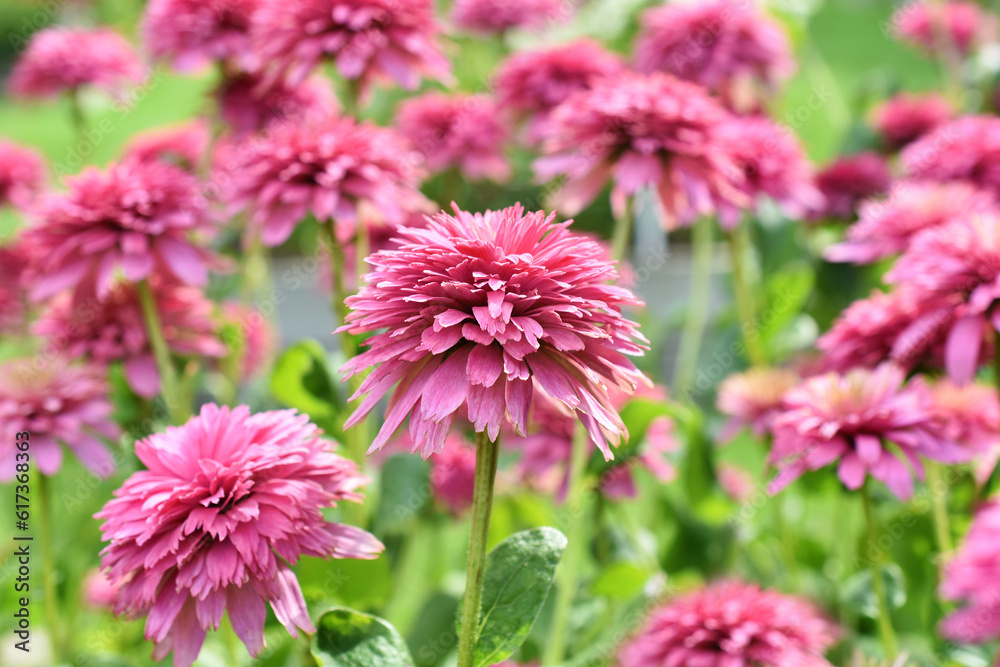 Obraz premium Pink echinacea blossom variety blooming in the garden