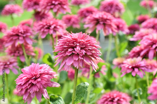 Pink echinacea blossom variety blooming in the garden