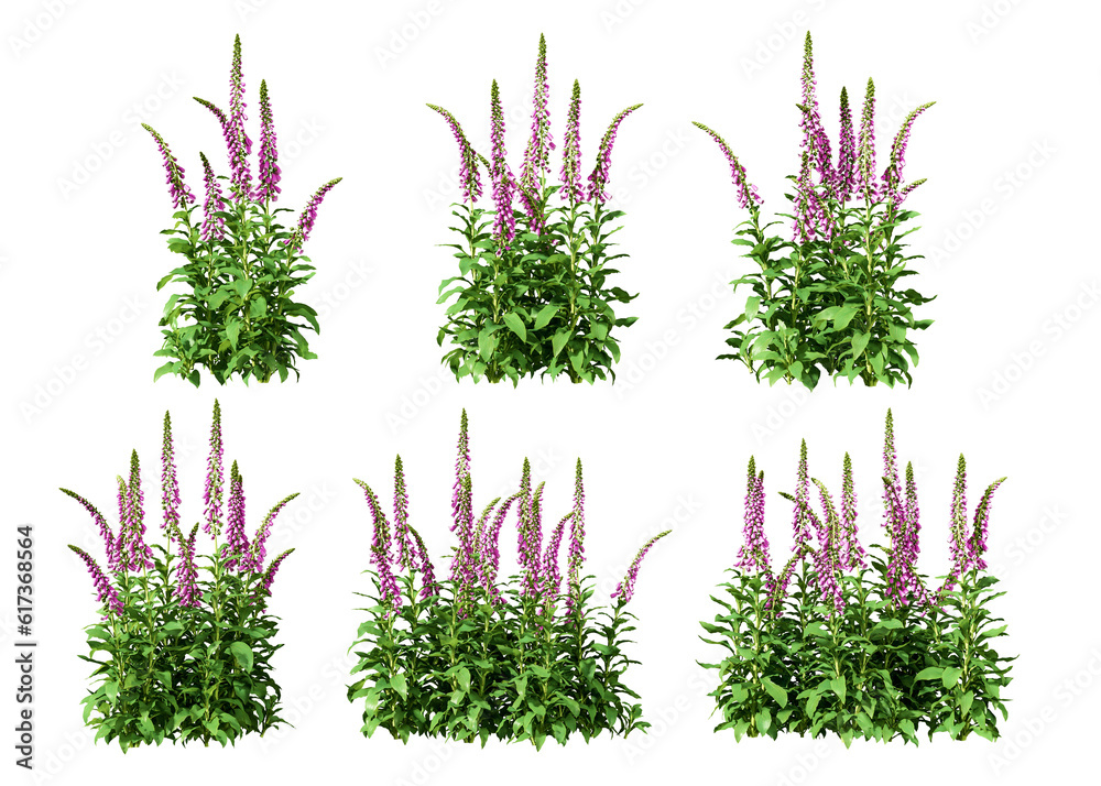Lythrum salicaria isolated on white background
Lythrum salicaria isolated on white background
