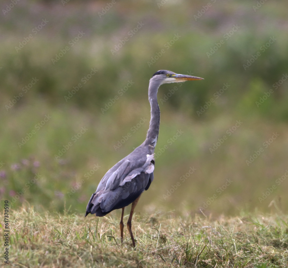 A beautiful Grey Heron that has landed at the edge of a lake A beautiful Grey Heron that has landed at the edge of a lake