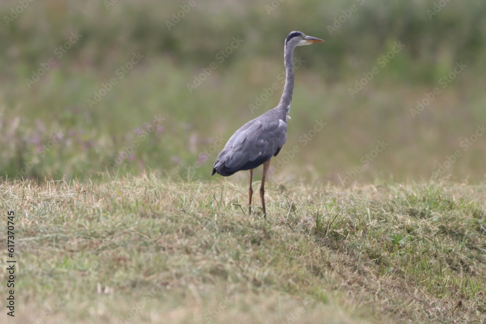 Obraz premium A beautiful Grey Heron that has landed at the edge of a lake