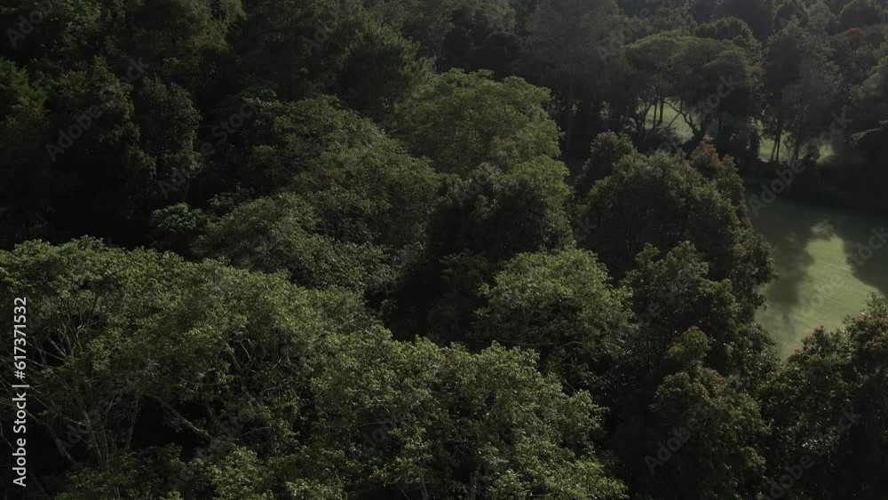 Aerial view drone flying over green trees, tropical forest and hills. Cinematic view of Indonesian beautiful nature, Bali, Handara. Concept of vacation and resort Aerial view drone flying over green trees, tropical forest and hills. Cinematic view of Indonesian beautiful nature, Bali, Handara. Concept of vacation and resort