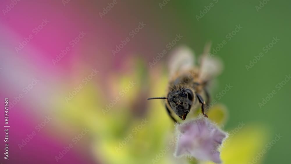 Flying bee getting pollen from yellow blossom. Flying bee getting pollen from yellow blossom.