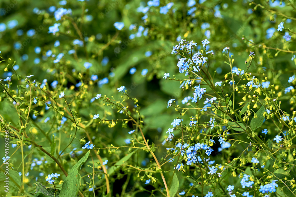 Cute green summer spring lawn with blue flowers forget me nots Cute green summer spring lawn with blue flowers forget me nots